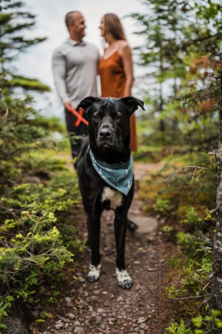 A close up of a black lab wearing a light blue bandana with her owners out of focus in the background.