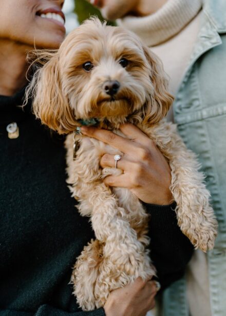 A close up of a puppy being held by its owners, with an engagement ring visible on one of their hands.
