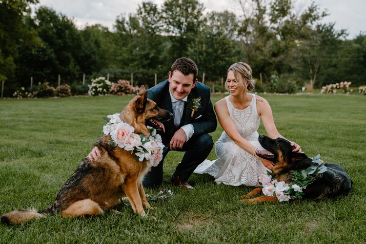 Wedding couple sitting on the grass and petting their two German Shepherds.