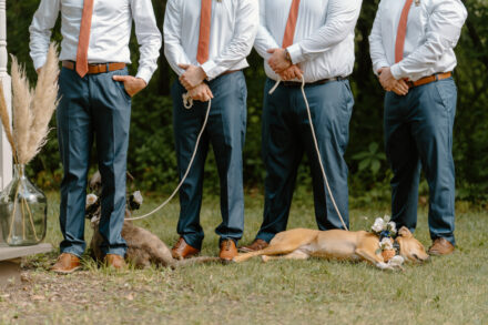 The dogs take a nap in the hot sun during the wedding ceremony.